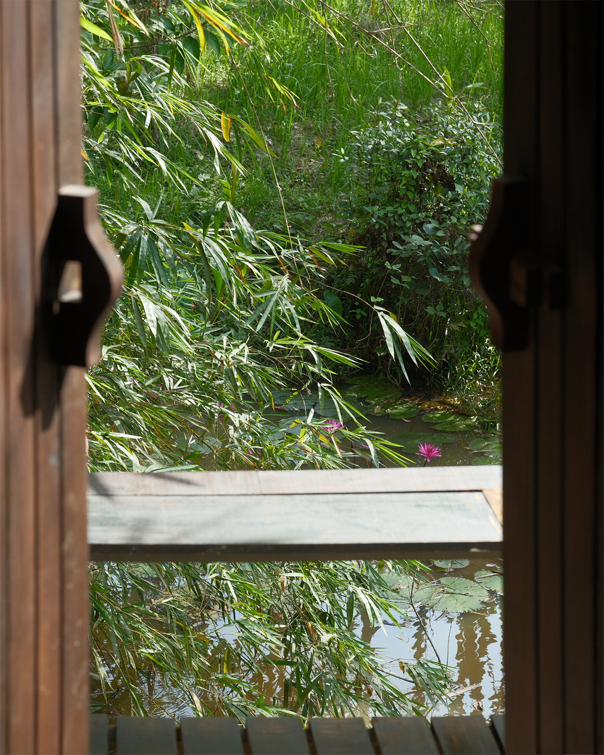 View through cabin door to lotus pond
