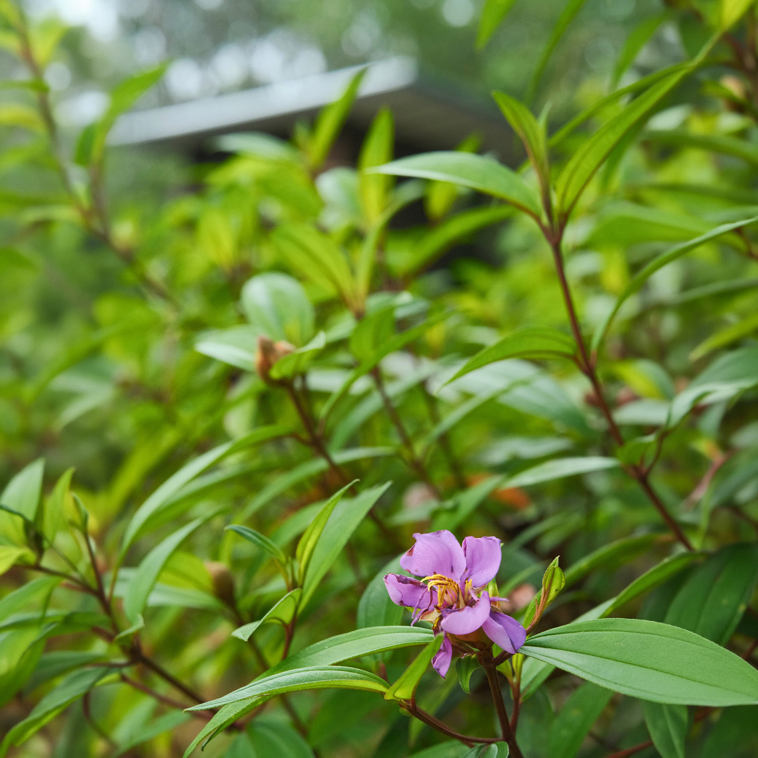 Purple flower in the garden