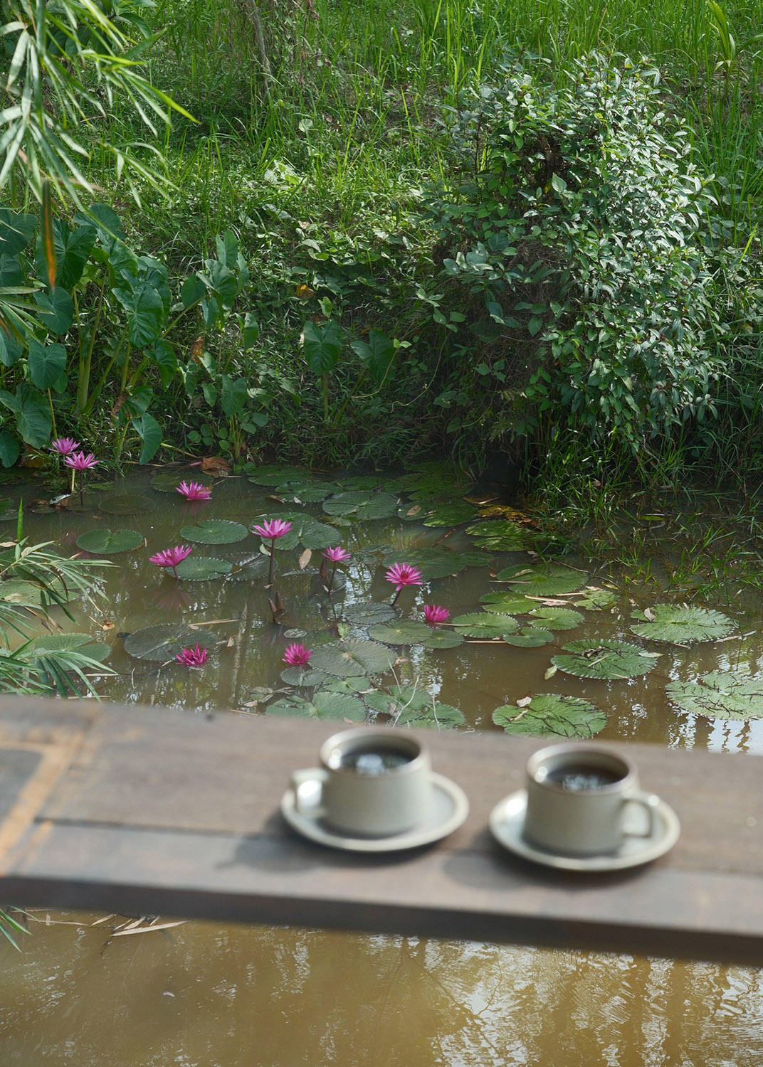 Coffee by the lotus pond