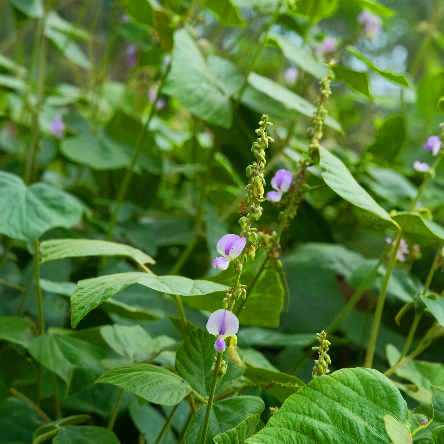 Wildflowers on the farmstay grounds
