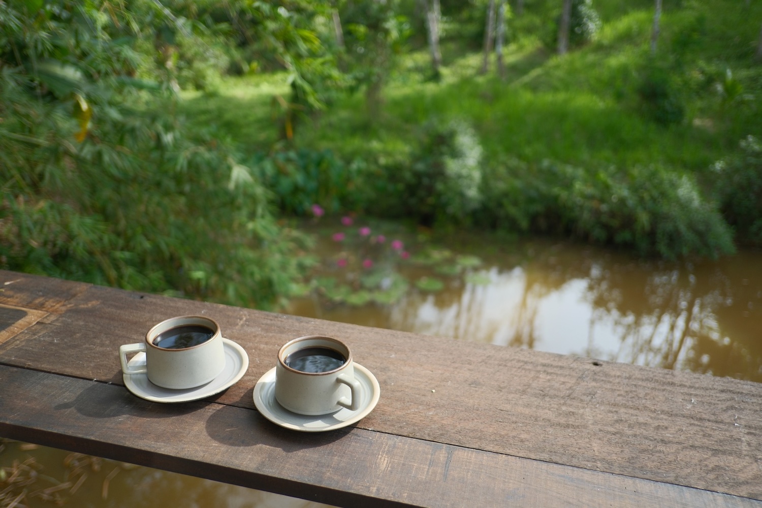 Morning coffee by the lotus pond