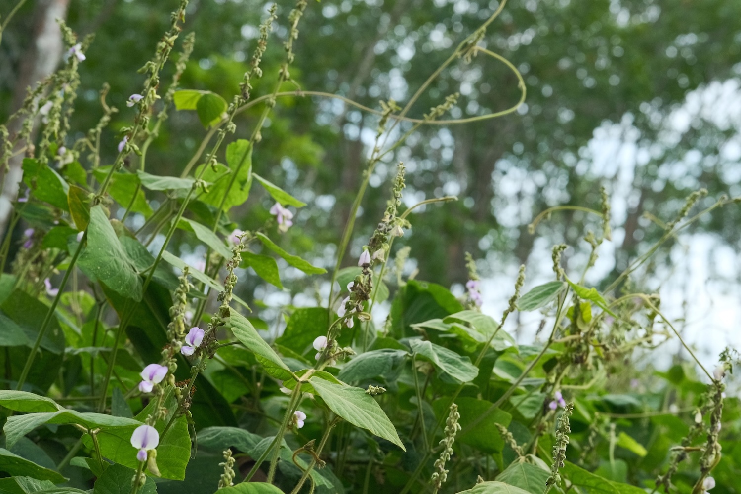 Garden wildflowers and vines
