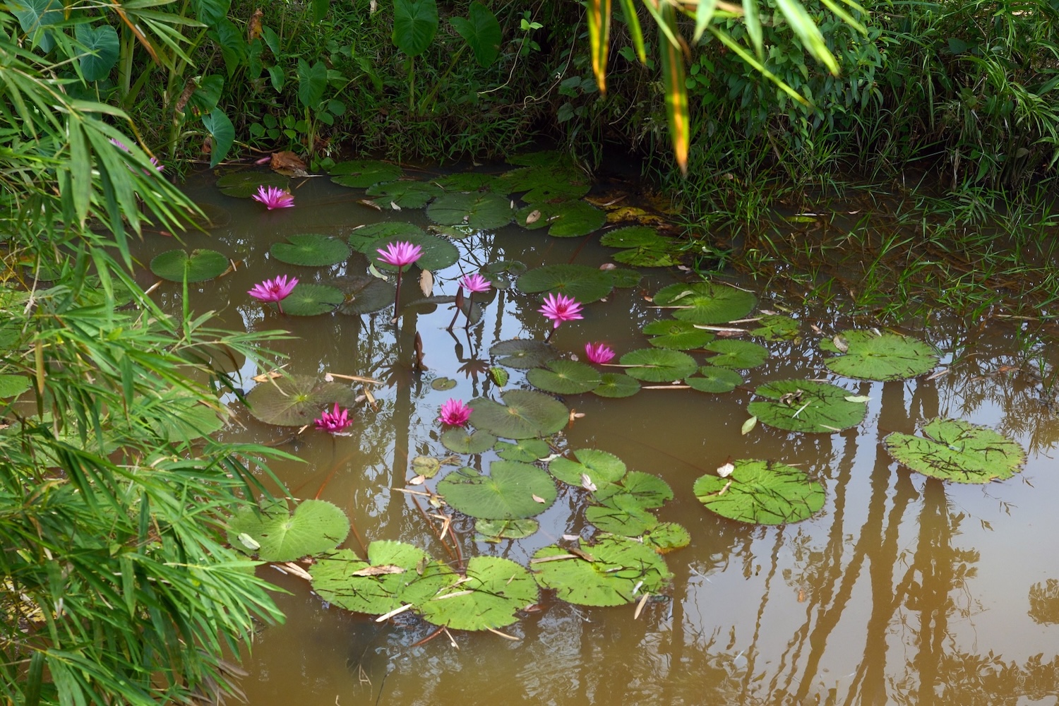 Lotus pond with pink water lilies