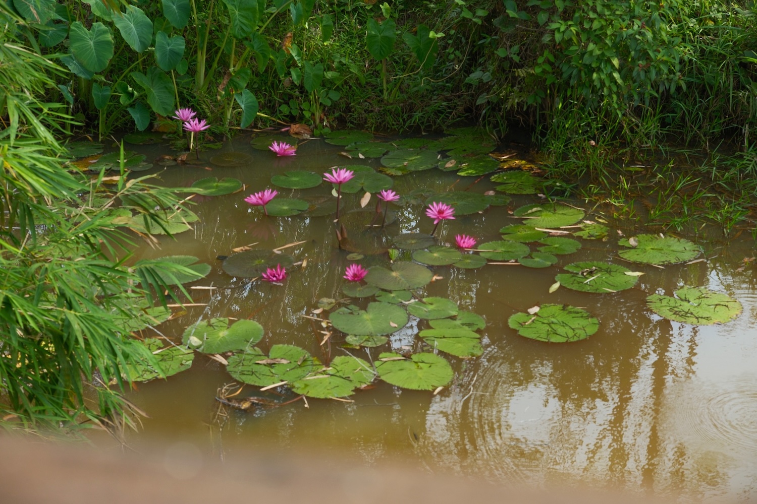Lotus pond with pink water lilies